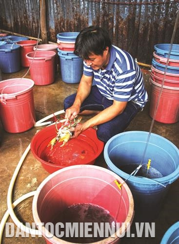 因市场对蟹苗的需求较大，因此蟹苗繁育业已帮助金瓯省各族同胞摆脱贫困。