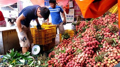 北江省荔枝。（图片来源：越通社）