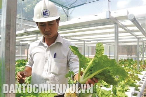 许多到和个人已按照水耕方式投资蔬菜种植，生产出安全农产品。记者 红叠 摄 嘉莱省已主动把经济效益低的经济作物种植面积转为种植高技术果树，帮助该省农民提升收入，走上致富之路。记者 红叠 摄 许多少数民族同胞已连接投资种植安全胡椒，提高胡椒价值链。记者 红叠 摄