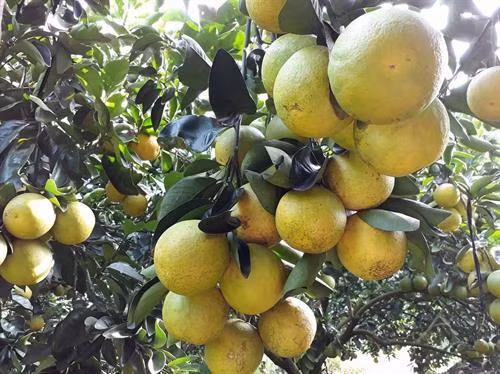 同塔省来翁县蜜橘春节正当采摘时。（图片来源： http://nguoimientay.mekash.com）