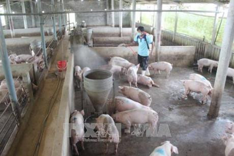 清化省协助农民恢复灾后生产。（图片来源：越通社）
