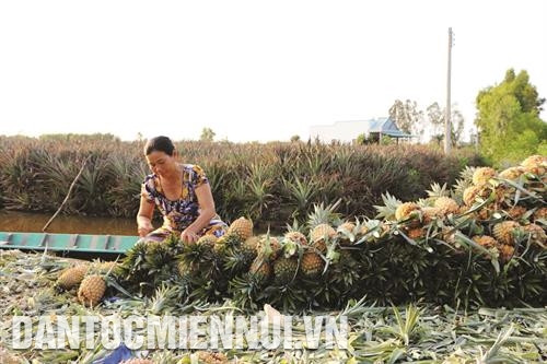 种菠萝为朔庄省农民开辟可持续生产的道路。（图片来源：民族与山区画报）