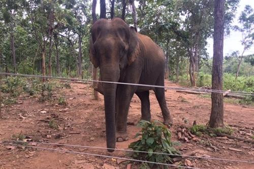 大象。图自越通社 大象。图自越通社