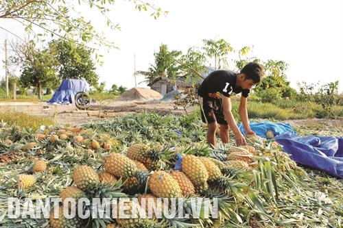 菠萝只需种一次每年都能收获，收货时间可达10年。（图片来源：民族与山区画报）