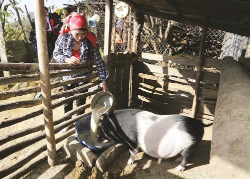 芒齐县打簿乡拉祜族人坡胡普一家已贷款养猪和养牛，生活逐步稳定。记者 陈越 摄