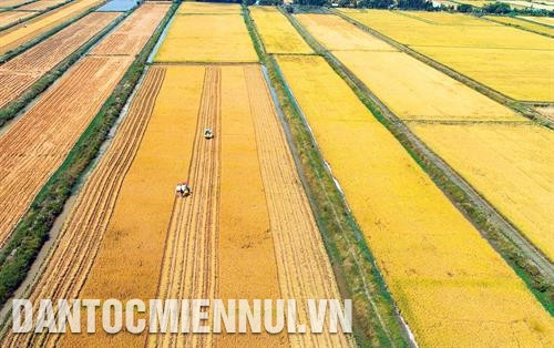 薄辽省洪民县永禄乡的优质稻田。