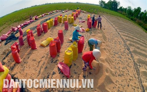 薄辽省永利县珠兴乡农民晒稻谷。