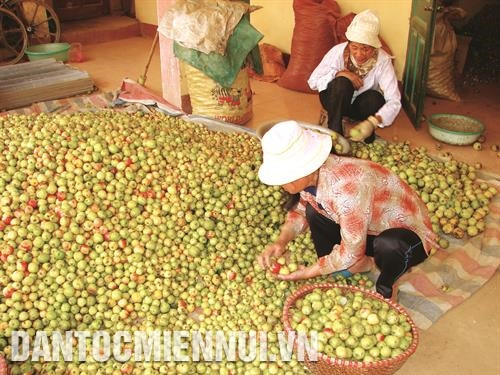栘𣐿果出售价格为每公斤2万越盾，每公顷可为同胞带来的收入达4000万越盾。图为：在出售前把栘𣐿果进行分类。