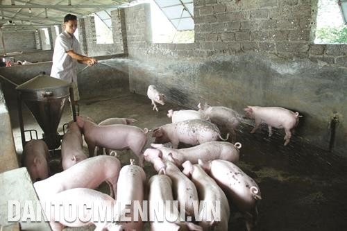 广再村村民陶曰兑一家发展农业种养模式，既带来搞经济效益，又保护环境。