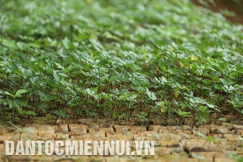 截至目前，该县药材种植面积达71公顷，主要为党参、当归、砂仁和裂叶福祿桐等。记者 黄河 摄