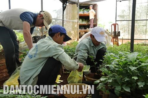 因受到种苗、肥料和产品销售等的援助，同胞已放心种植药材。记者 黄河 摄