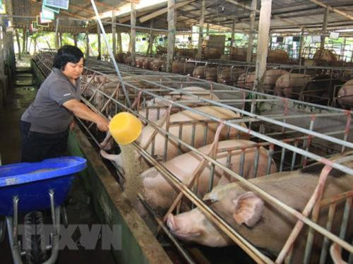 资料图：猪肉价格上涨。（图片来源：越通社）