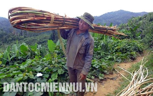 南江县各山区乡少数民族同胞已种植野藤并出售给手工艺品作坊。记者杜长 摄