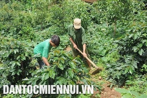 各农作物和资援助政策已帮助色当族人发展家庭经济。记者 文芳 摄