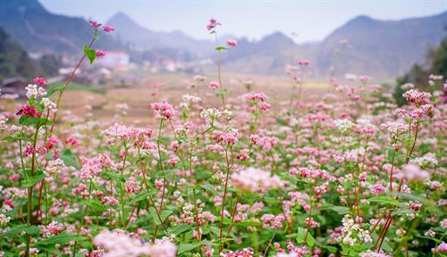 荞麦花.图自互联网