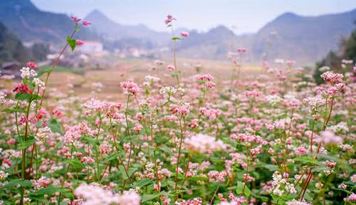 荞麦花.图自互联网
