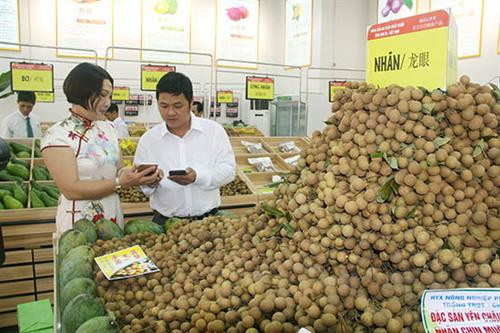 资料图：越南山萝省马江县首次向中国市场出口龙眼。图自互联网