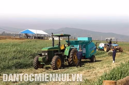 在挤奶前对牛舍进行清扫。记者 阮勇 摄 林同省达高质量标准的奶牛场还吸引许多研究工作者和农民前来参观,学习经验。记者 阮勇 摄 为了可持续发展奶牛群,林同省鼓励企业投入养牛,集中建设产品生产与销售相连接的价值链。记者 阮勇 摄 林同省是全国奶牛数量和牛奶产量最多的省份之一。记者 阮勇 摄 在挤奶前对牛舍进行清扫。记者 阮勇 摄 林同省达高质量标准的奶牛场还吸引许多研究工作者和农民前来参观,学习经验。记者 阮勇 摄 为了可持续发展奶牛群,林同省鼓励企业投入养牛,集中建设产品生产与销售相连接的价值链。记者 阮勇 摄 林同省是全国奶牛数量和牛奶产量最多的省份之一。记者 阮勇 摄