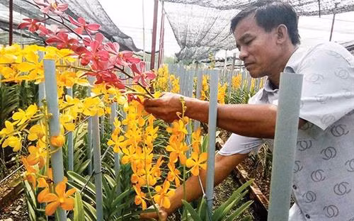 兰花被视为胡志明市的农业的特征产品。图自http://baotintuc.vn