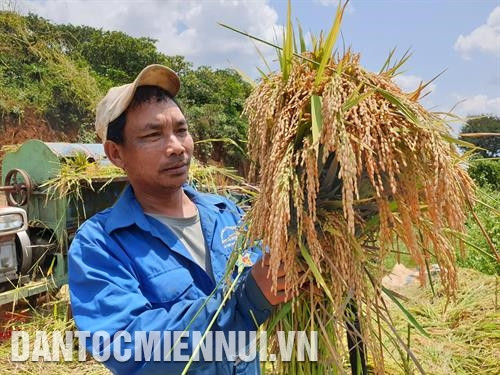 人道乡皮闹村共有150户，其中大多数农户已转向种植水稻。记者 兴盛 摄