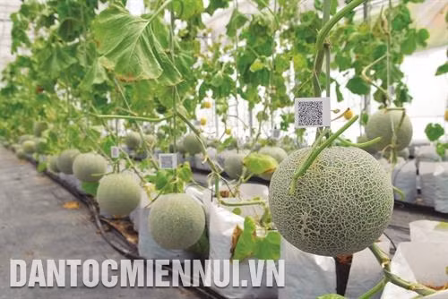 古芝县新通会乡安全蔬菜种植模式。记者 孟灵 设 古芝县采用高技术管理软件系统的哈密瓜室内种植模式。记者 孟灵 摄