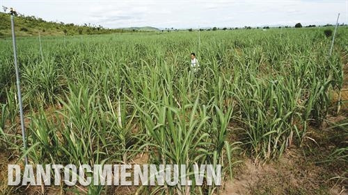诸阿泰乡44个巴拿族家庭总面积达88公顷的甘蔗田。越通社记者 安成达 摄
