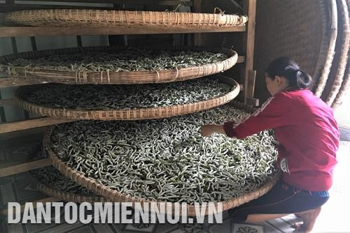 养蚕室需确保适合温度，窗口和门口安装网帘和网门，确保空气流通和昆虫进入。记者 科张 摄