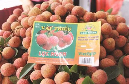 越南陆岸(Luc Ngan)荔枝已获国家地理标志认证。(图片来源:因特网) 越南陆岸(Luc Ngan)荔枝已获国家地理标志认证。(图片来源:因特网)