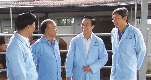 农业与农村发展部畜牧局局长黄青云（右二）与河内农业部门领导和干部分享将高技术应用于肉牛精生产的经验。