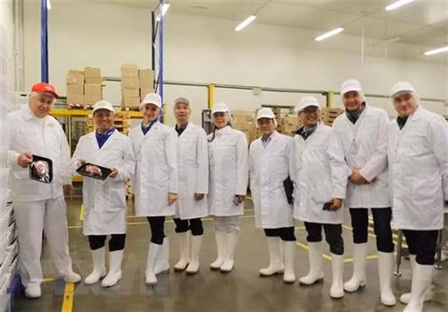 越南驻俄罗斯大使吴德孟（左二）一行参观家禽和家畜肉产品生产加工企业—Miratorg集团。图自越通社