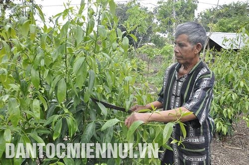 阿魏是科普兰村懂得种植两季稻的第一人。他还擅长种植橡胶、山鸡椒等经济作物。记者 文芳 摄