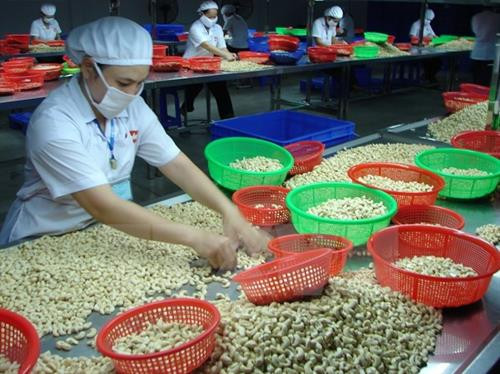 资料图：越南腰果加工和出口量独居世界第一。图自越通社