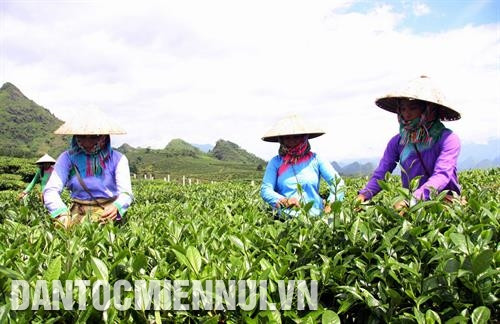 近年来，莱州已注重扩大茶叶种植面积，帮助民族同胞拥有稳定收入，逐步脱贫。记者 越皇 摄