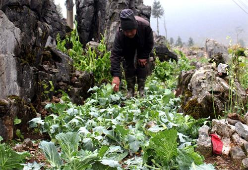 河江遭受冰雹和龙卷风灾害。(图片来源:越通社) 河江遭受冰雹和龙卷风灾害。(图片来源:越通社)