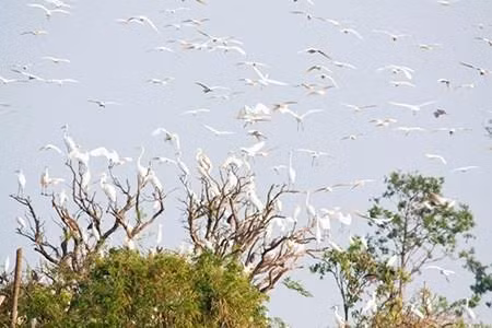 海阳省白鹭岛。(图片来源:因特网) 海阳省白鹭岛。(图片来源:因特网)