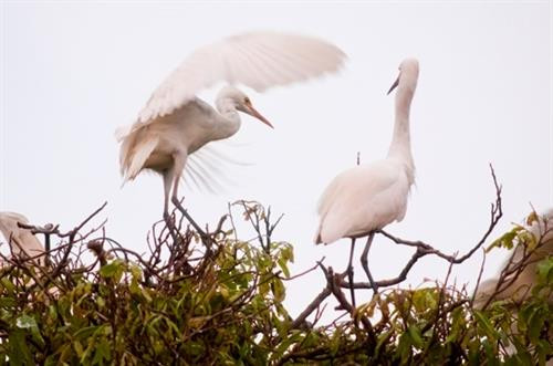 海阳省白鹭岛。(图片来源:因特网) 海阳省白鹭岛。(图片来源:因特网)