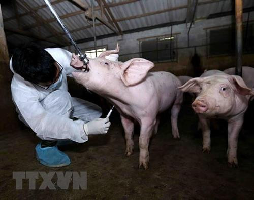 附图 :河内强化非洲猪瘟防控措施 。图自越通社