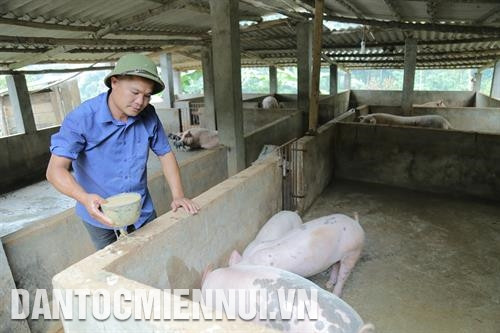 2013年 炉文葐已大胆投入生产，开展畜禽养殖和养鱼模式。记者 南霜 摄