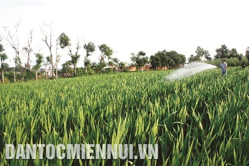 许多到和个人已按照水耕方式投资蔬菜种植，生产出安全农产品。记者 红叠 摄 嘉莱省已主动把经济效益低的经济作物种植面积转为种植高技术果树，帮助该省农民提升收入，走上致富之路。记者 红叠 摄 许多少数民族同胞已连接投资种植安全胡椒，提高胡椒价值链。记者 红叠 摄