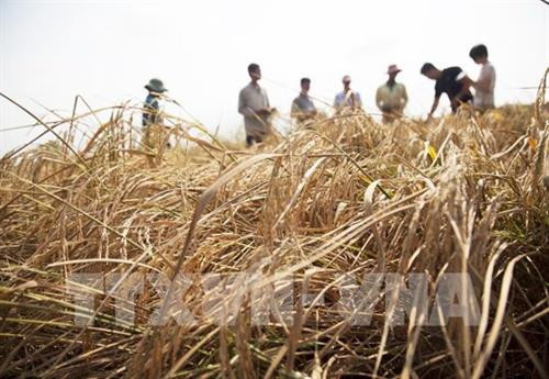 资料图。图自越通社 资料图。图自越通社