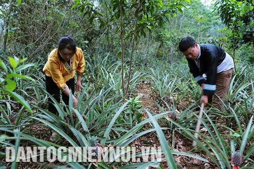 宋伯榨已利用园子的土地面积来种植菠萝、橡胶和番桃等高经济价值的果树。记者 南霜 摄