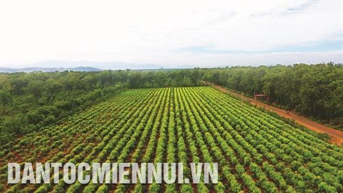 目前西原地区咖啡种植面积达57.5公顷,年均产量达140万吨,占全国产量的94%。记者 范强 摄 目前西原地区咖啡种植面积达57.5公顷,年均产量达140万吨,占全国产量的94%。记者 范强 摄