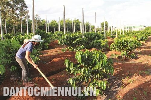 再种植咖啡栽培技术。记者 范强 摄 再种植咖啡栽培技术。记者 范强 摄