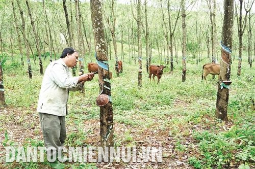 苦瓜有助于提高经济效益，改变该县罗偶乡少数民族的耕作习惯。 罗偶i乡多户格贺族家庭已连接种植玉米，带来较高产量和提升经济效益。 橡胶树是姓灵县主要经济作物，有助于解决就业问题，为农村和山区数千名劳动者提供就业机会。