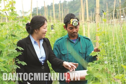 姓灵县农业干部向格贺族通报引导农作物授粉技术。