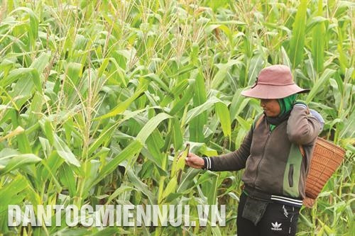 苦瓜有助于提高经济效益，改变该县罗偶乡少数民族的耕作习惯。 罗偶i乡多户格贺族家庭已连接种植玉米，带来较高产量和提升经济效益。 橡胶树是姓灵县主要经济作物，有助于解决就业问题，为农村和山区数千名劳动者提供就业机会。