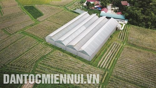 近年来，北江省安全蔬菜种植面积已扩大，成为该省农民提高收入，为产品寻找出路的新方向。