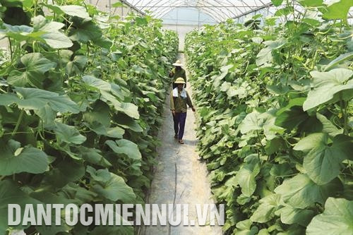 协和县长胜乡3号同心农业合作社将科技应用于生产，为社员带来较高的收入。