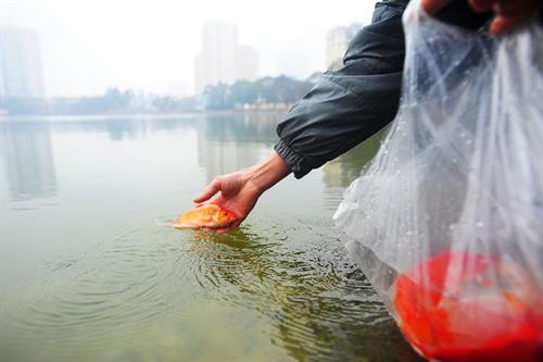 祭拜灶王后，家主将放生鲤鱼。（图片来源：因特网）