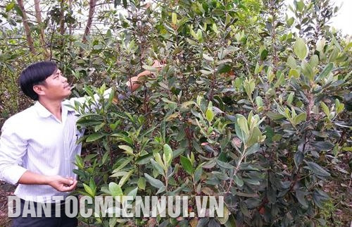 基于阿雷县居民已经改变旧生产方式，展开新经济模式，该县少数民族同胞生活大有改善。记者 胡求 摄 阿雷县主张到2020年牛群数量达1万头，为打造“阿雷牛肉”品牌打下基础。记者 胡求 摄 作为桃金娘种植面积巨大的地方，该县桃金娘果实倍期望将为该县居民可持续减贫做出贡献。记者 胡求 摄